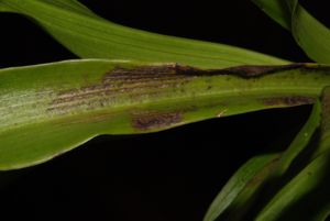 Ash damage to a ygopetalum leaf